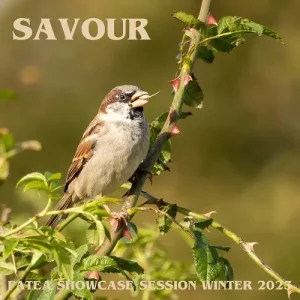 Fatea - Winter 23